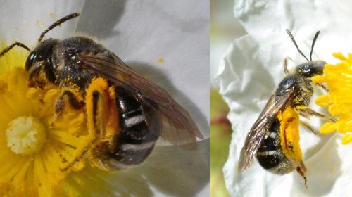 Réf. 188 745 : Lasioglossum sp.